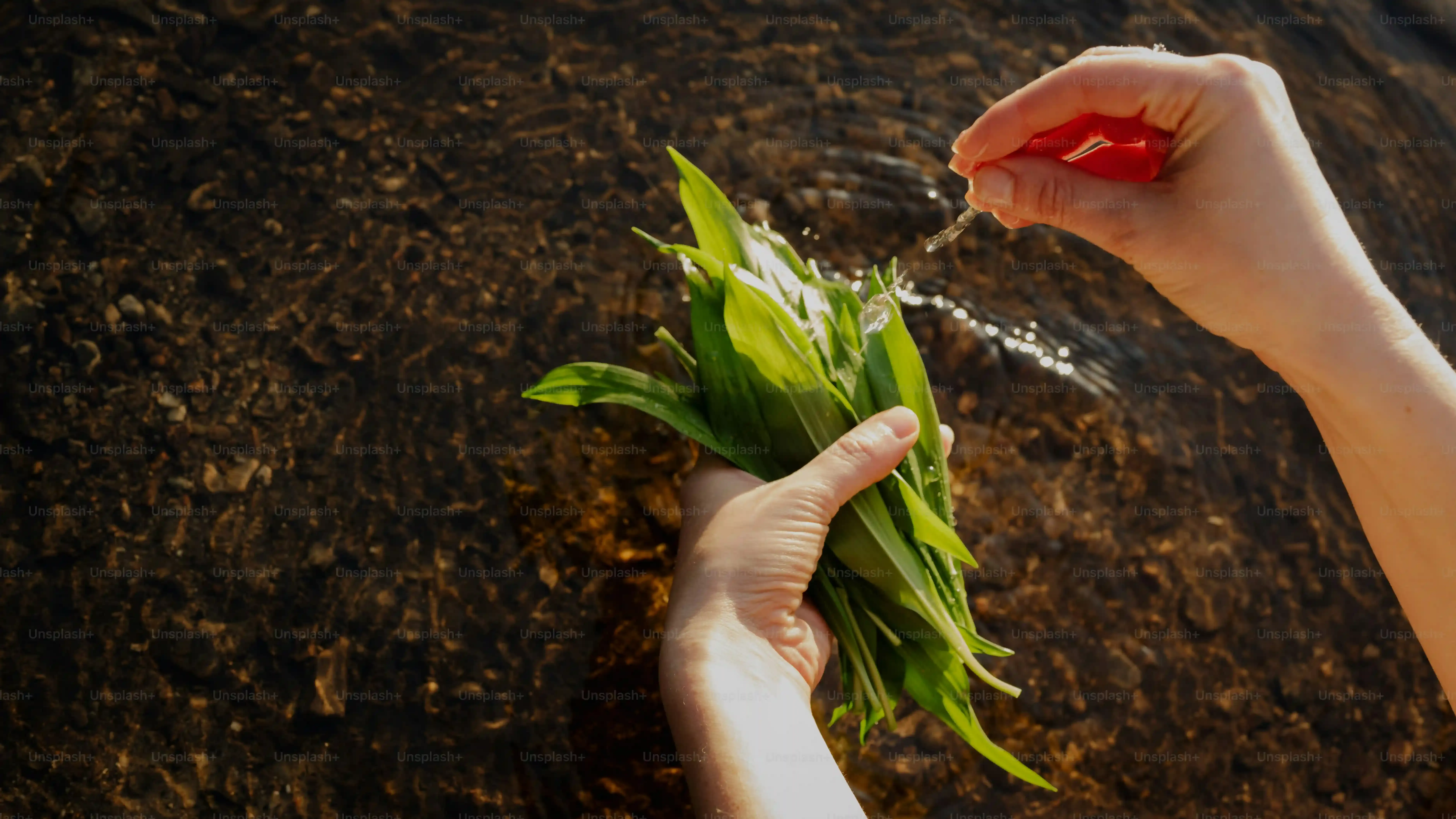 多肉植物 水やり しすぎ 初心者が絶対に避けるべき致命的な失敗パターンと、今日からできる驚くほど簡単な確実な復活方法